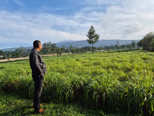 Fresh Lemongrass